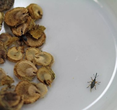 Uzun süre oyulmuş kutsal buğday bitleri tohumlara dönüştü.