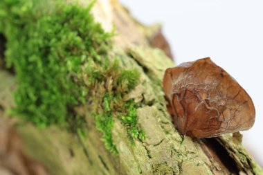 Judas ear ayrıca yaşlı mantar, Auricularia auricula-judae