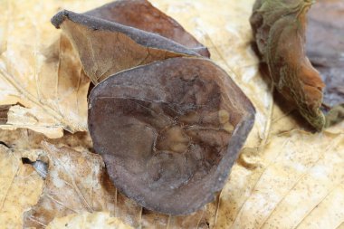 Judas ear ayrıca yaşlı mantar, Auricularia auricula-judae