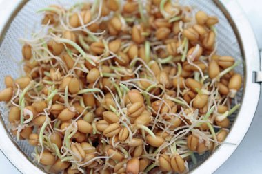 Buğday ve fasulye filizleri