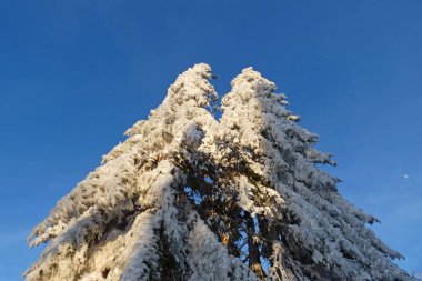 Dağlarda karla kaplı ağaçlar