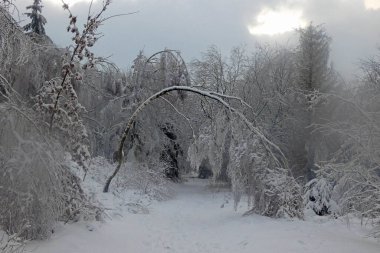  Sis ve karlı bir manzara