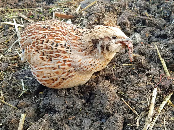 stock image domesticated japanese quail,dispute over the worm