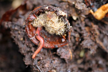 Gübre içinde yaşam. Dünya işçileri iş başında.
