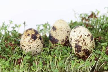 Çimenlerde taze bıldırcın yumurtası