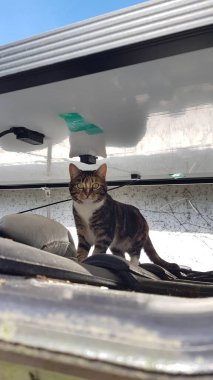  Balkon elektrik santralinin altındaki kedi.