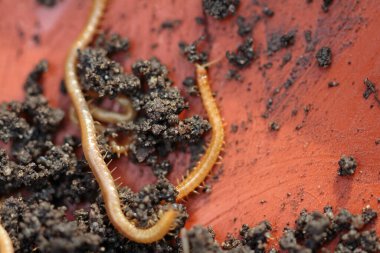 toprak sürünür, haplophilus yeraltı devam eder