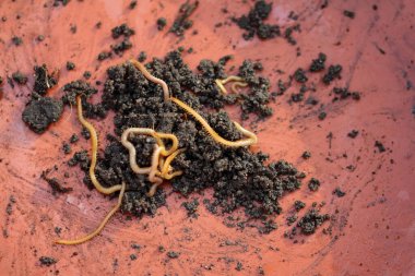 toprak sürünür, haplophilus yeraltı devam eder