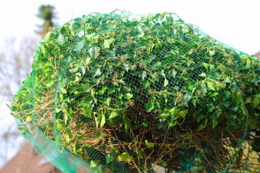 cat-proof Hedera helix covered with pond net clipart