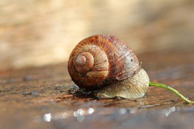 Helix pomatia salyangoz taşın üstünde