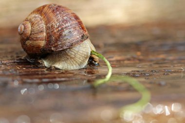 Helix pomatia salyangoz taşın üstünde