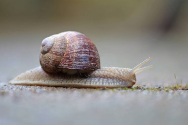 Helix pomatia salyangoz taşın üstünde