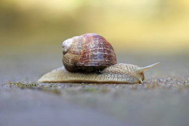 Helix pomatia salyangoz taşın üstünde