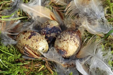quail eggs in a nest clipart