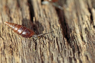 Salyangoz familyasından çok küçük kabuklu bir salyangoz..