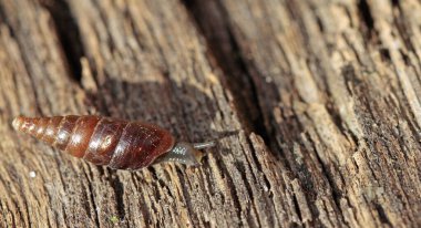 Salyangoz familyasından çok küçük kabuklu bir salyangoz..