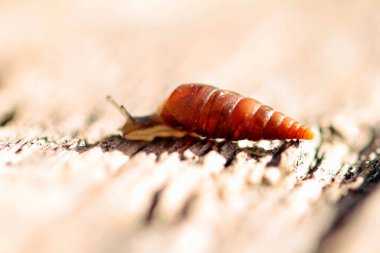 Salyangoz familyasından çok küçük kabuklu bir salyangoz..