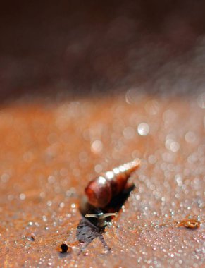Salyangoz familyasından çok küçük kabuklu bir salyangoz..