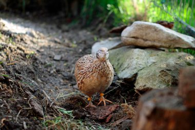 Tavuk cennetine bıldırcın koymaktan hayvan yetiştirme.