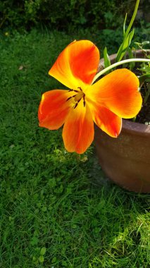 Turuncu lale çiçeğinden yakınlaş