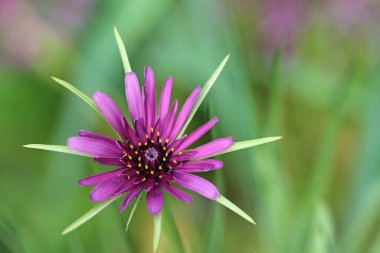 Yulaf kökünden açık bir çiçek Mayısta bir sabah