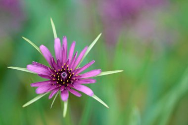 Yulaf kökünden açık bir çiçek Mayısta bir sabah