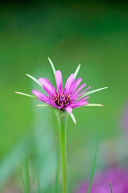 Yulaf kökünden açık bir çiçek Mayısta bir sabah