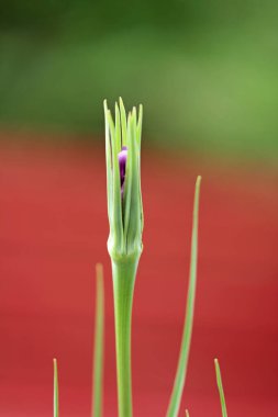 Tongue flower of oat root