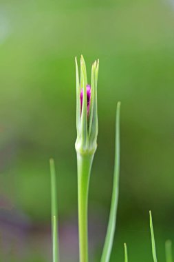Tongue flower of oat root