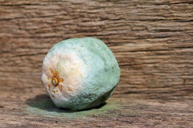 citrus fruit on wooden background