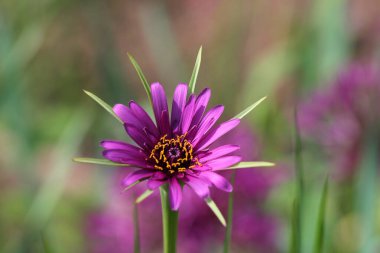 Yulaf kökünden açık bir çiçek Mayısta bir sabah