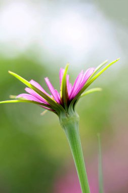 Yulaf kökünden açık bir çiçek Mayısta bir sabah