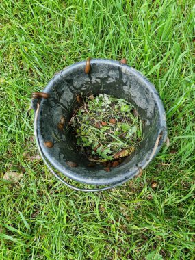 Bahçede yetişen soğan pırasasından filizlenen