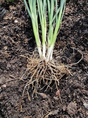 Organik çiftçilikte pırasa tekleme