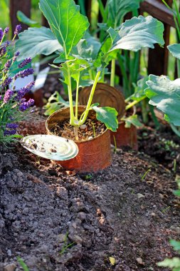 Sümüklü tasma, yağmurlu günler için bitki koruması