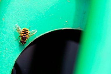 hoverfly on the watering can clipart