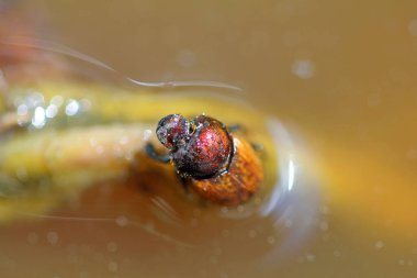  Su yüzeyinde hava kabarcığı olan su böceği.