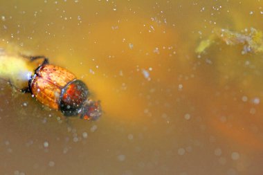  Su yüzeyinde hava kabarcığı olan su böceği.