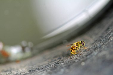 Hoverfly lağım çukuruna yumurta bırakıyor.