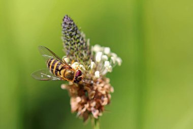 Pirzola çiçeğinde polen arayan uçan sinekler.