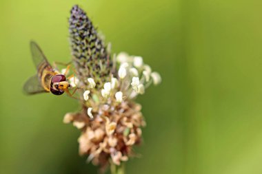 Pirzola çiçeğinde polen arayan uçan sinekler.