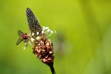 Pirzola çiçeğinde polen arayan uçan sinekler.