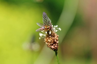 Hoverfly looking for pollen on a ribwort plantain flower clipart
