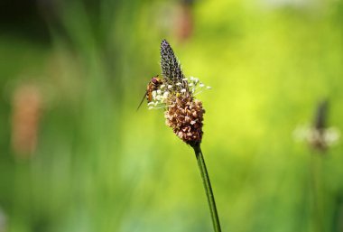 Pirzola çiçeğinde polen arayan uçan sinekler.