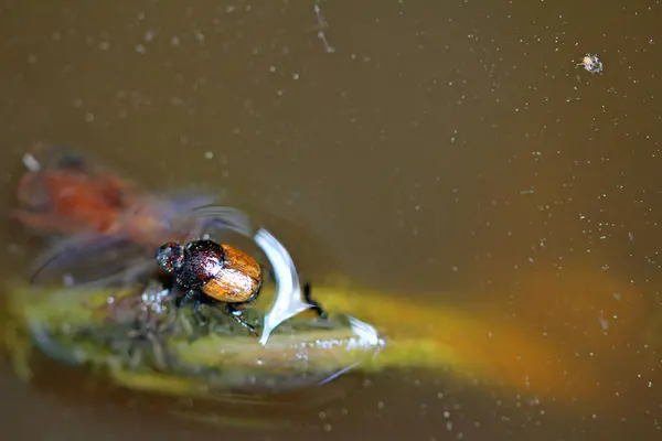 stock image  Water beetle on water surface with air bubble