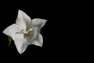 Siyah arka planda beyaz şeftali yapraklı çan çiçeği