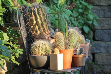 Cacti on chairs in june clipart