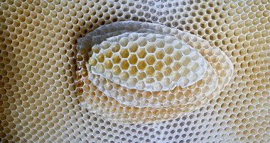 natural honeycomb construction of bees clipart