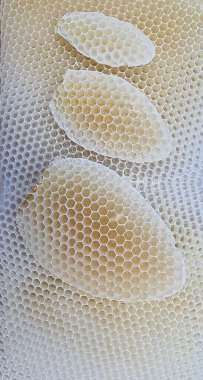 Arıların doğal bal peteği yapısı