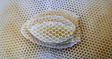 Arıların doğal bal peteği yapısı